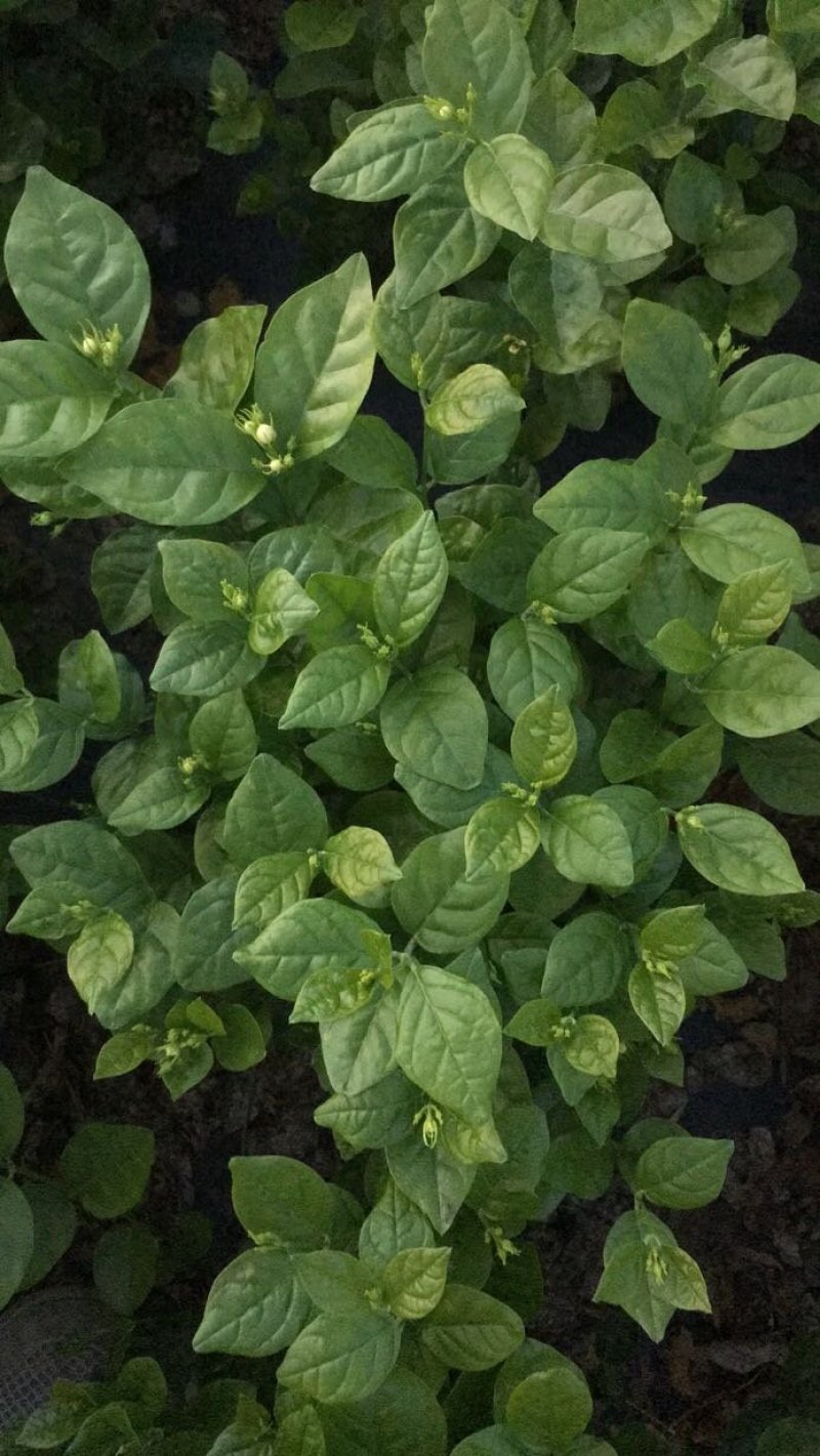 茉莉花，栀子花大量有货量大从优，有兴趣的朋友请透速联系我