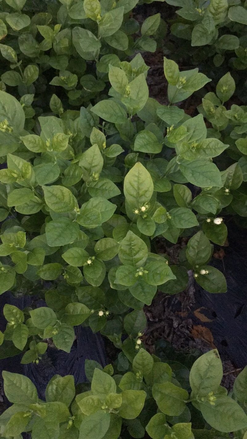 茉莉花，栀子花大量有货量大从优，有兴趣的朋友请透速联系我