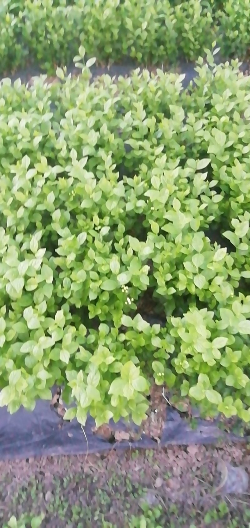 茉莉花，栀子花大量有货量大从优，有兴趣的朋友请透速联系我
