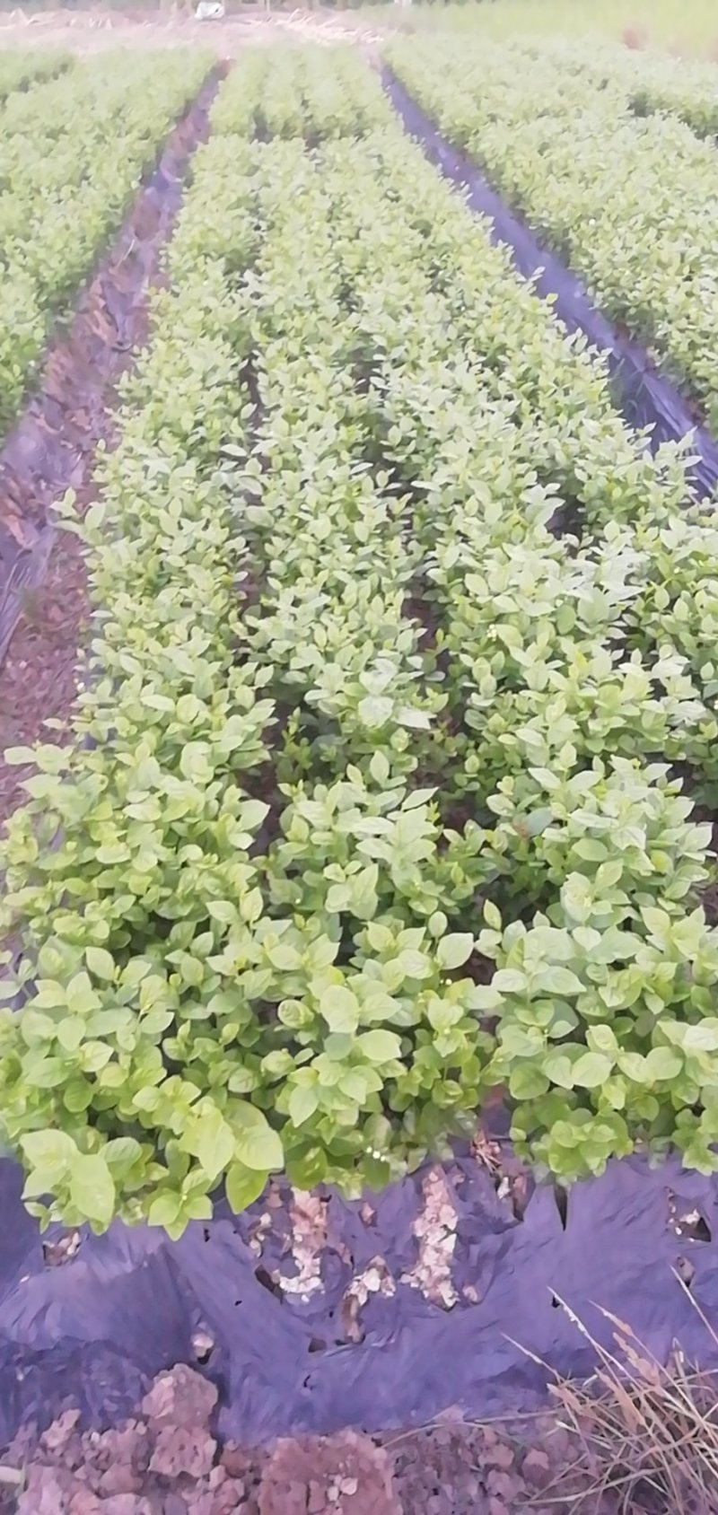 茉莉花，栀子花大量有货量大从优，有兴趣的朋友请透速联系我