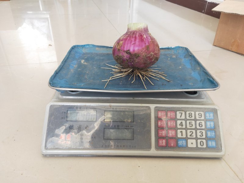洋葱，新货上市了，自家种植，无任何中间费用。