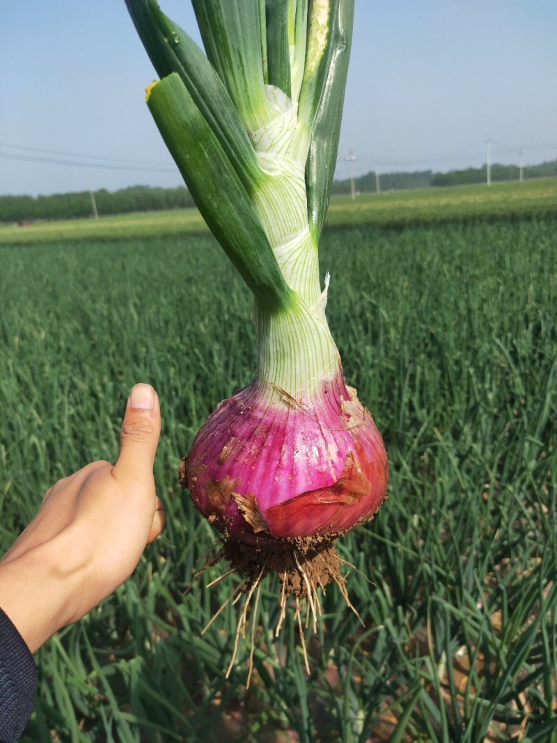 洋葱，新货上市了，自家种植，无任何中间费用。