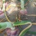 洋葱，新货上市了，自家种植，无任何中间费用。
