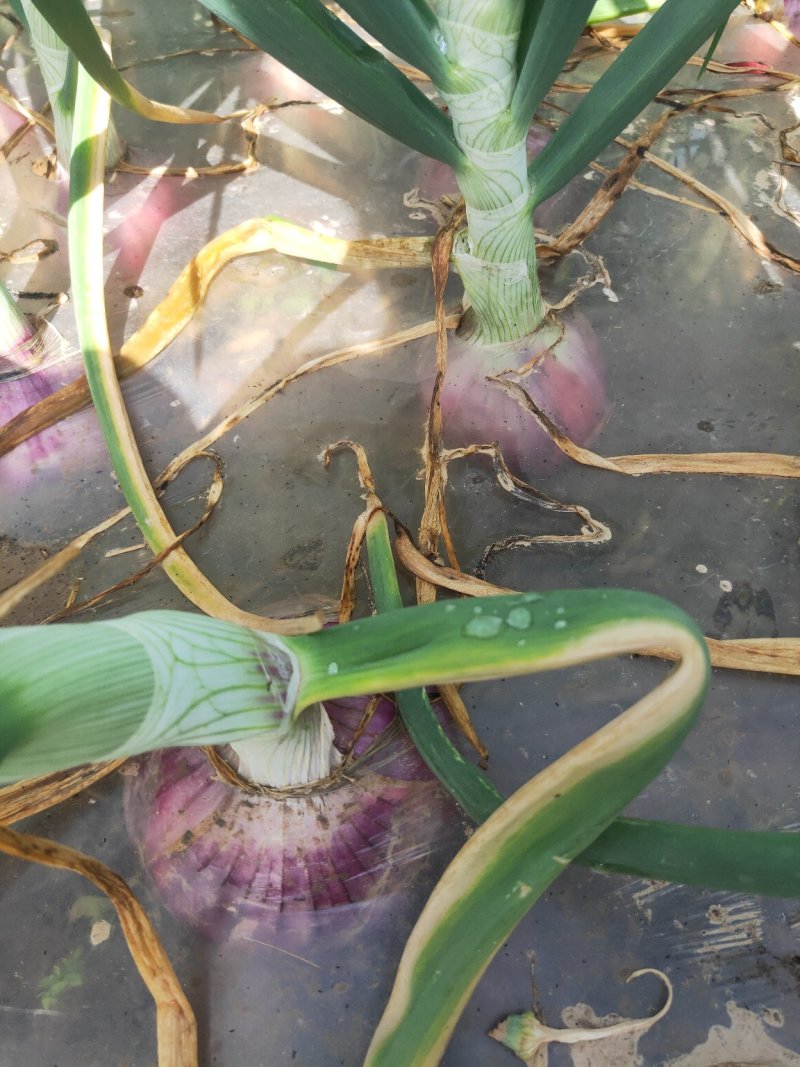 洋葱，新货上市了，自家种植，无任何中间费用。