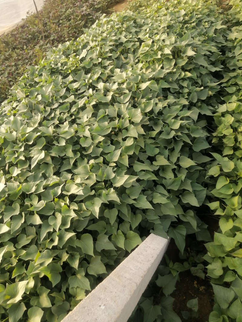 济薯26苗