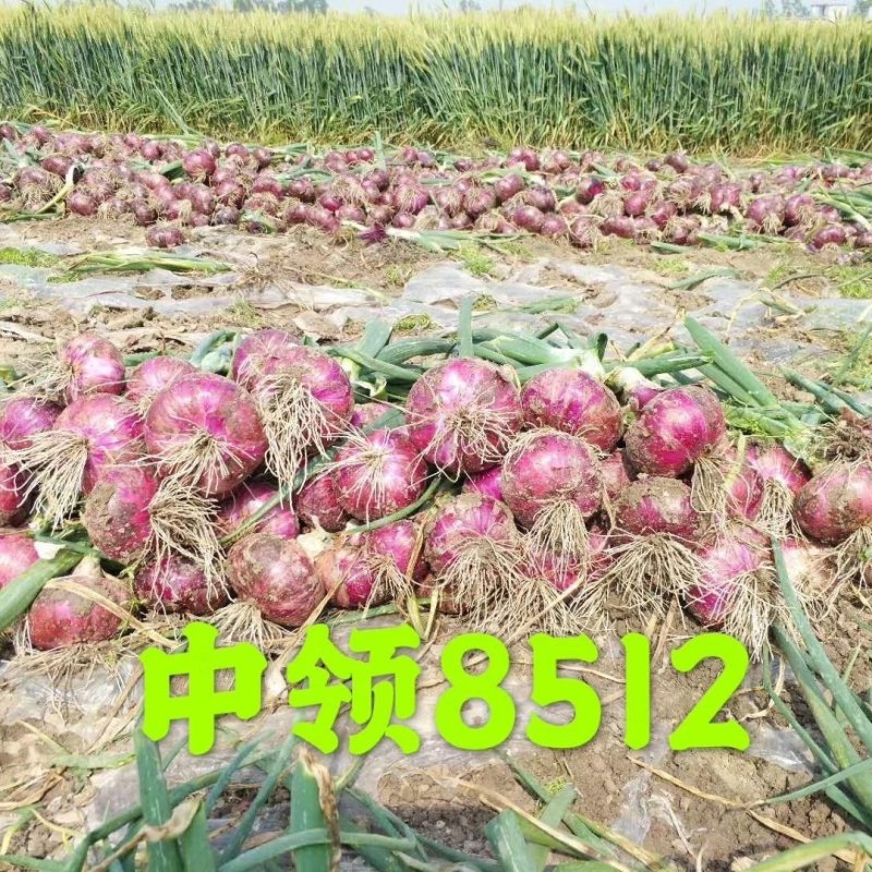 中领8512洋葱种子早熟高产高品质甜辣脆可口洋葱种子