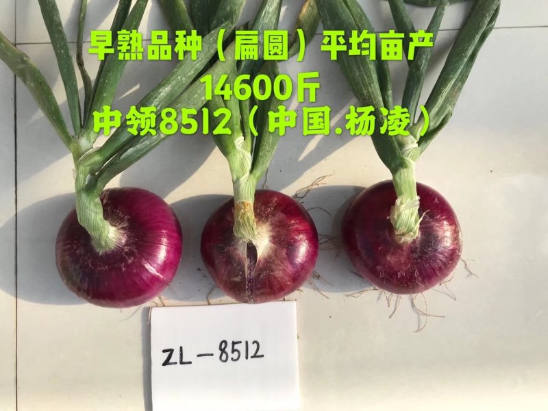 早熟！！中领8512洋葱种子扁平紫红高产甜辣洋葱种子籽