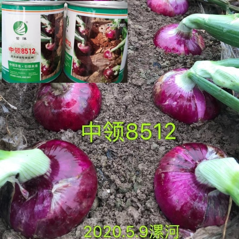 中领8512洋葱种子早熟高产高品质甜辣脆可口洋葱种子