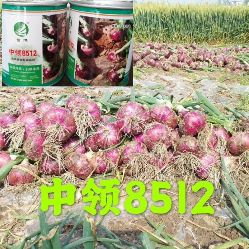 中领8512洋葱种子早熟高产高品质甜辣脆可口洋葱种子