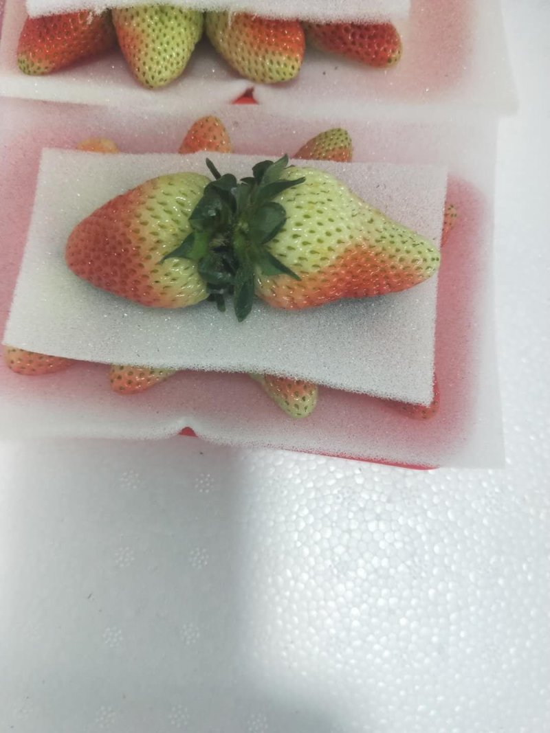 高原草莓奶油草莓味甜多汁个大饱满量大从优对接个大商超