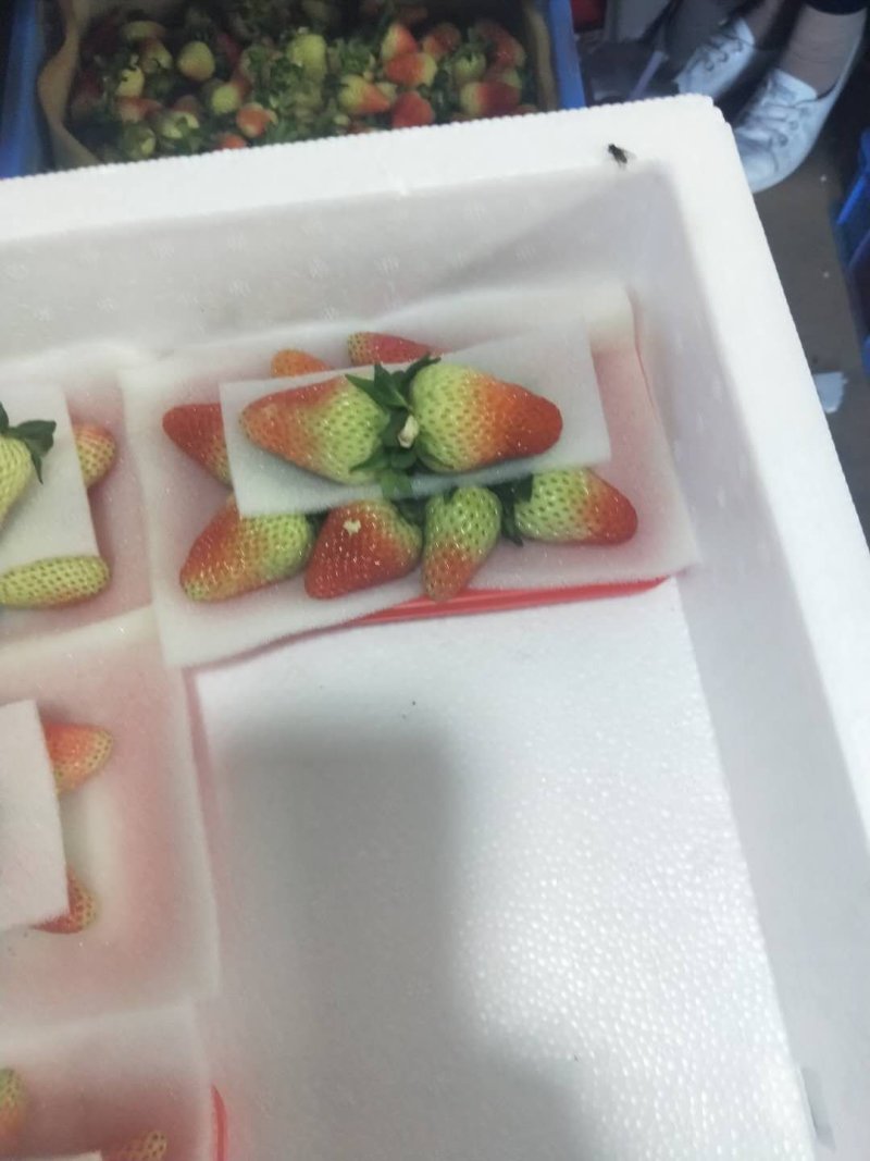 高原草莓奶油草莓味甜多汁个大饱满量大从优对接个大商超
