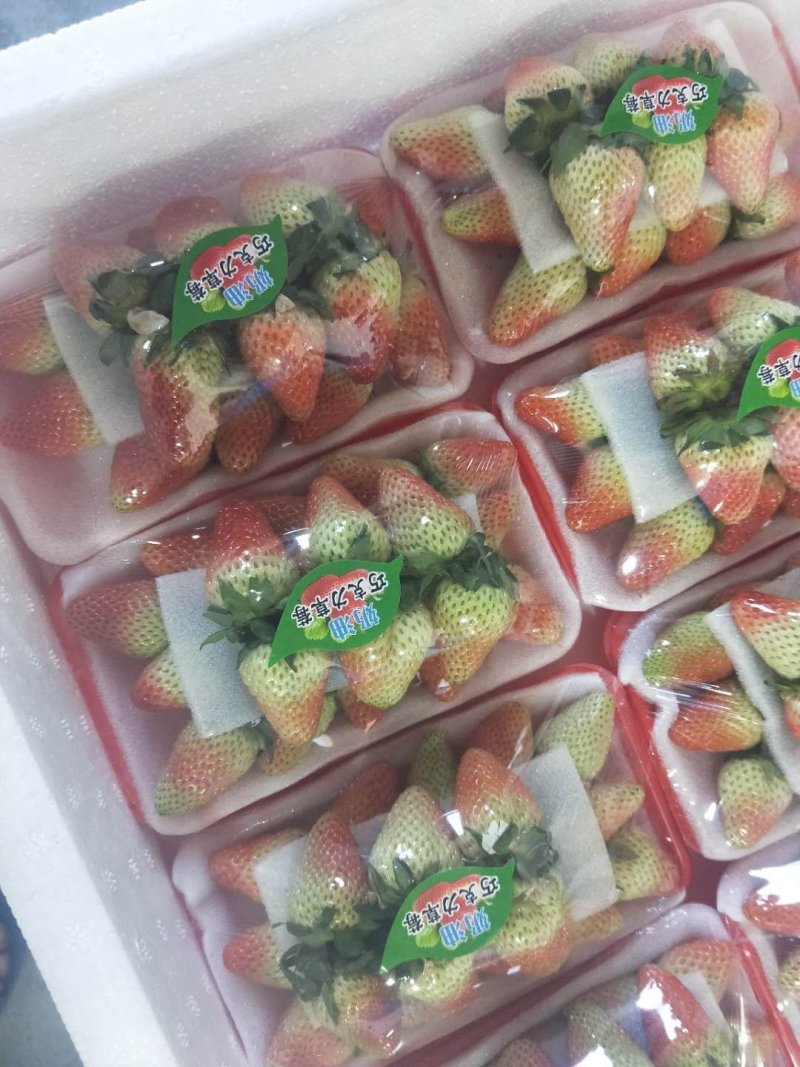 高原草莓奶油草莓味甜多汁个大饱满量大从优对接个大商超