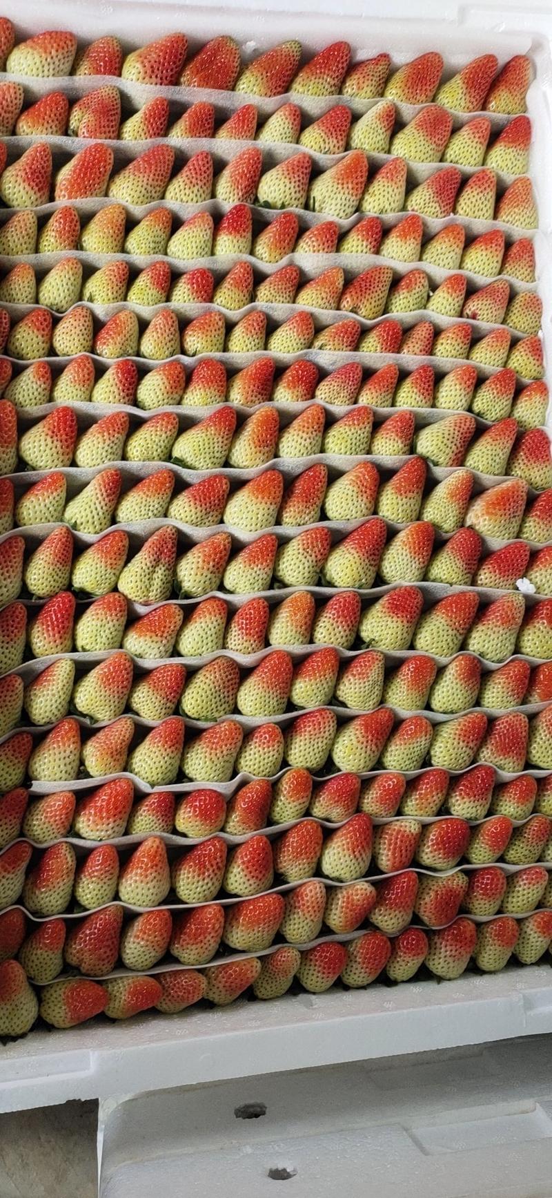 高原草莓奶油草莓味甜多汁个大饱满量大从优对接个大商超