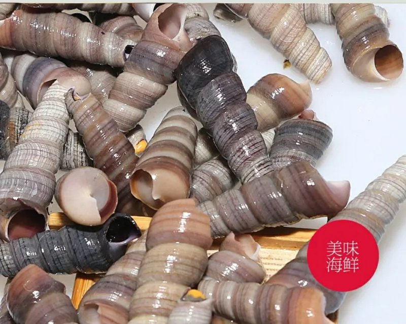 手工去尾钉螺鲜活钉螺新鲜水产去尾新鲜锥螺海螺鲜活螺蛳