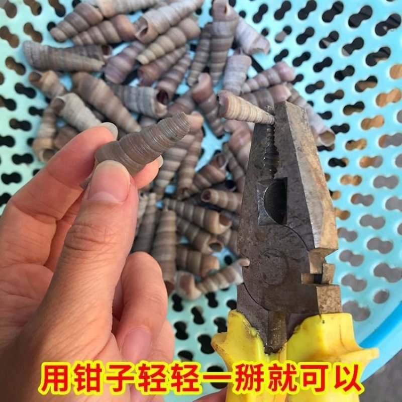 手工去尾钉螺鲜活钉螺新鲜水产去尾新鲜锥螺海螺鲜活螺蛳