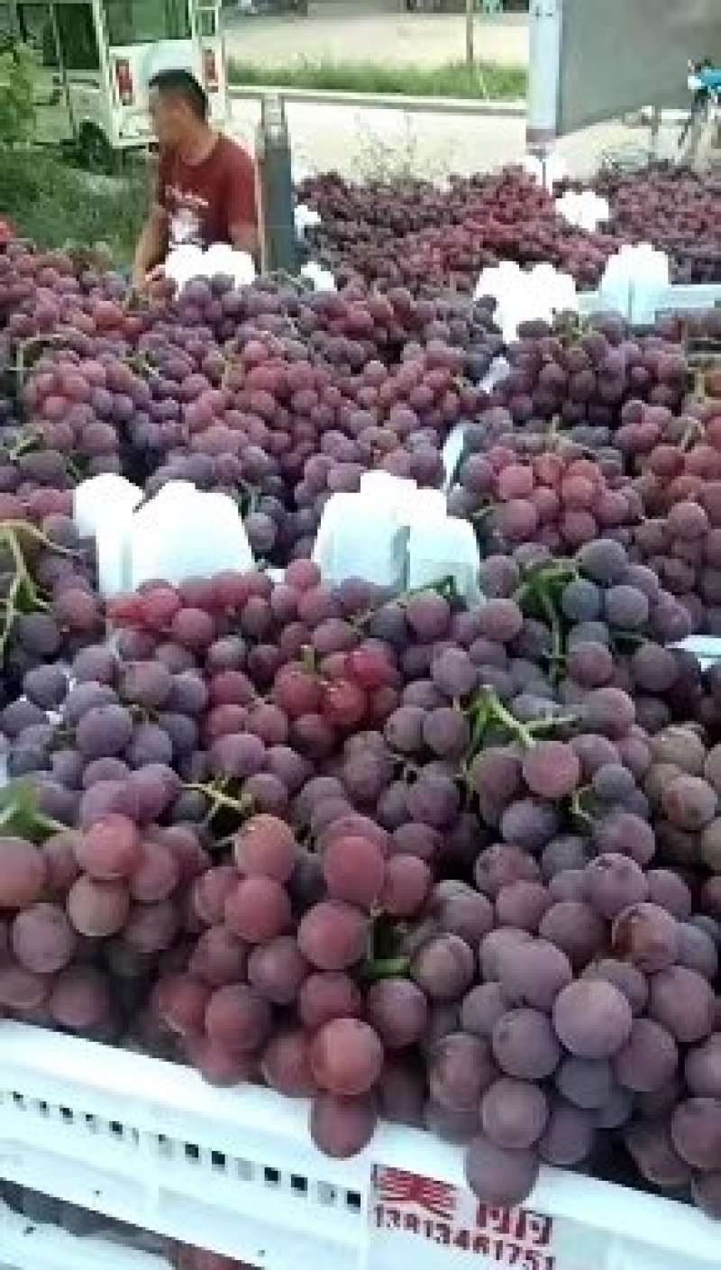 山东单县万亩精品夏黑葡萄，口感杠杠滴量大