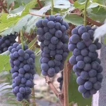 山东单县万亩精品夏黑葡萄，口感杠杠滴量大