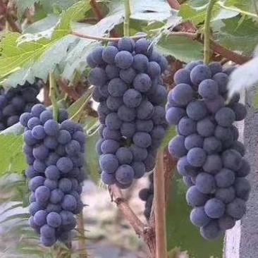 山东单县万亩精品夏黑葡萄，口感杠杠滴量大