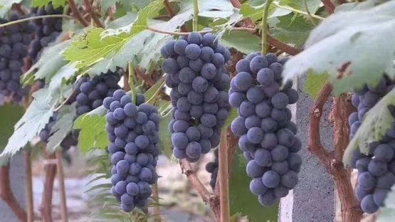山东单县万亩精品夏黑葡萄，口感杠杠滴量大