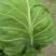 新茬精品面包菜甘蓝宣菜质量保证实力诚信第一，质量好费用低