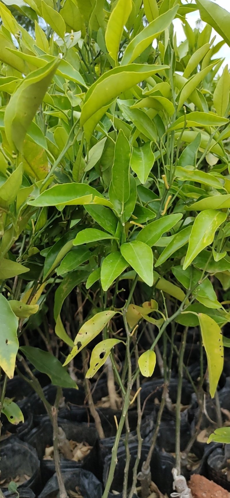 【苗圃直供】沃柑苗砂糖橘苗无核沃柑杯装沃柑苗