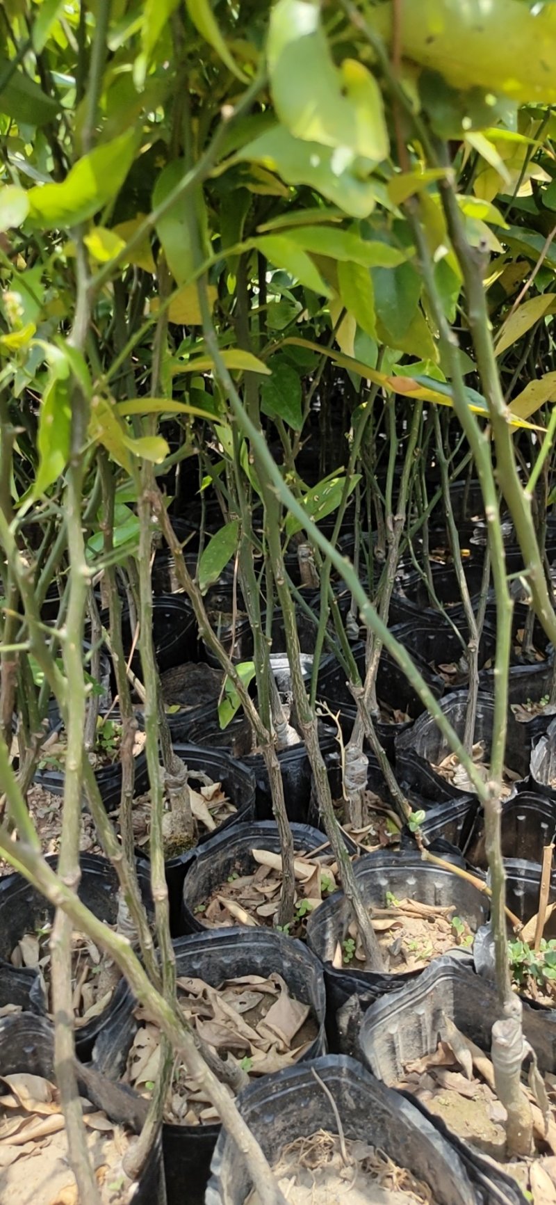 【苗圃直供】沃柑苗砂糖橘苗无核沃柑杯装沃柑苗