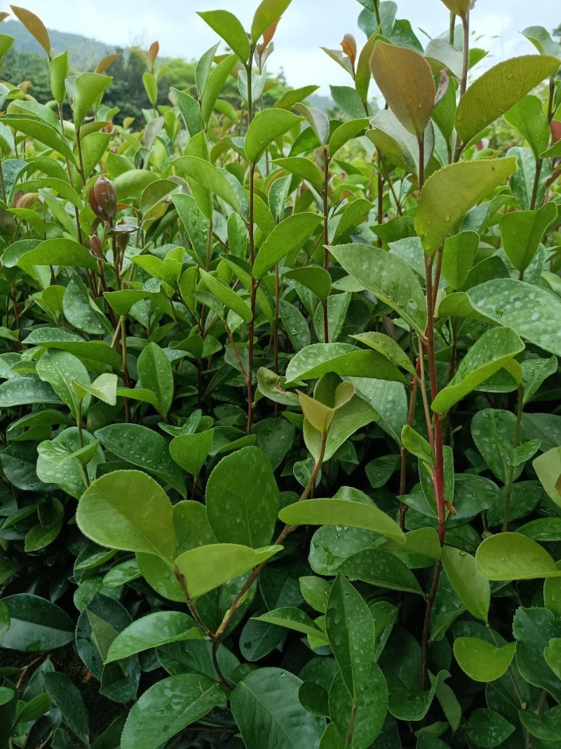 油茶苗，山油茶杯苗，基地直销量大价格从优！