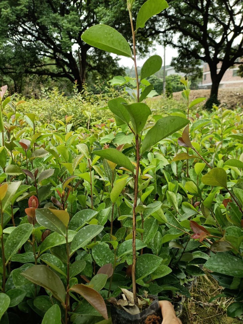 油茶苗，山油茶杯苗，基地直销量大价格从优！