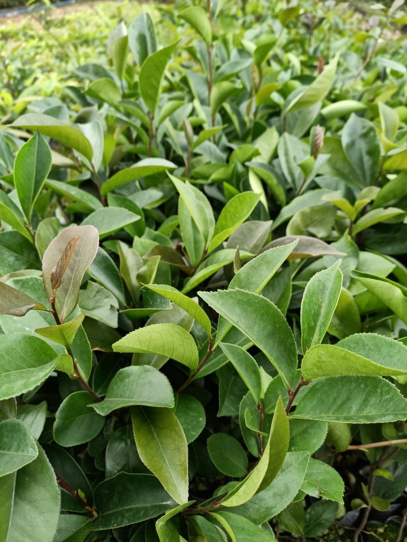 油茶苗，山油茶杯苗，基地直销量大价格从优！