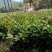 油茶苗，山油茶杯苗，基地直销量大价格从优！