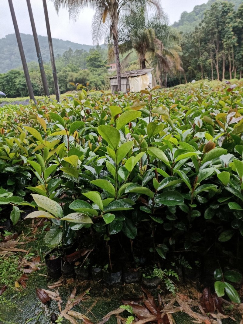 油茶苗，山油茶杯苗，基地直销量大价格从优！