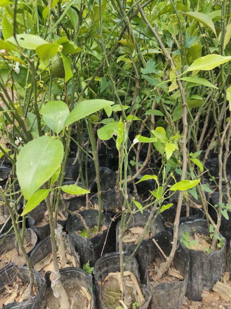 【苗圃直供】沃柑苗砂糖橘苗无核沃柑杯装沃柑苗