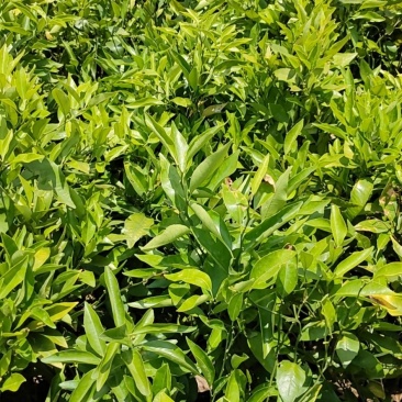 【苗圃直供】沃柑苗砂糖橘苗无核沃柑杯装沃柑苗