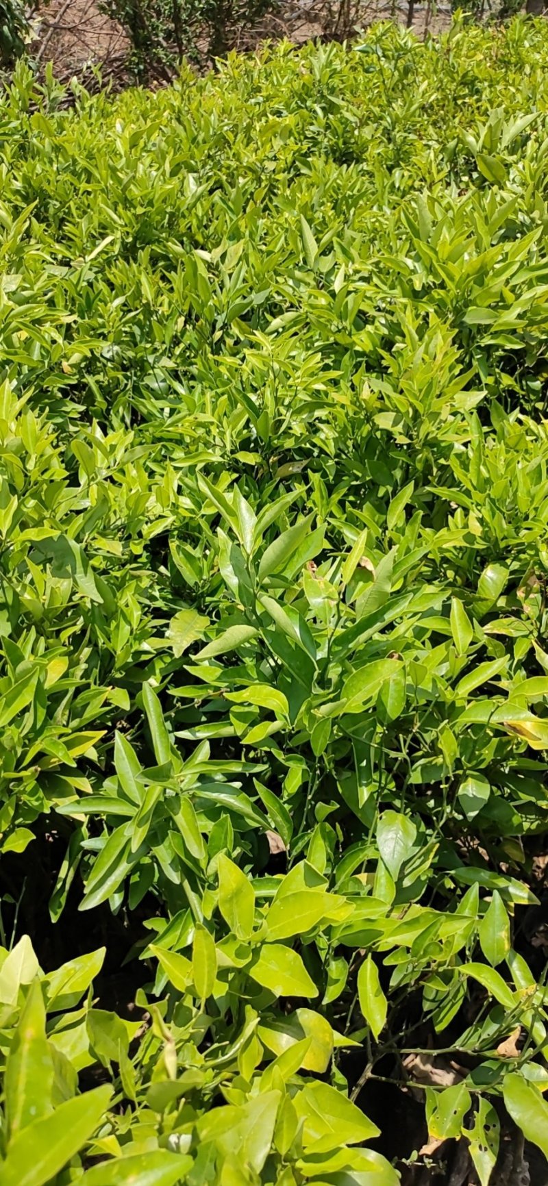 【苗圃直供】沃柑苗砂糖橘苗无核沃柑杯装沃柑苗