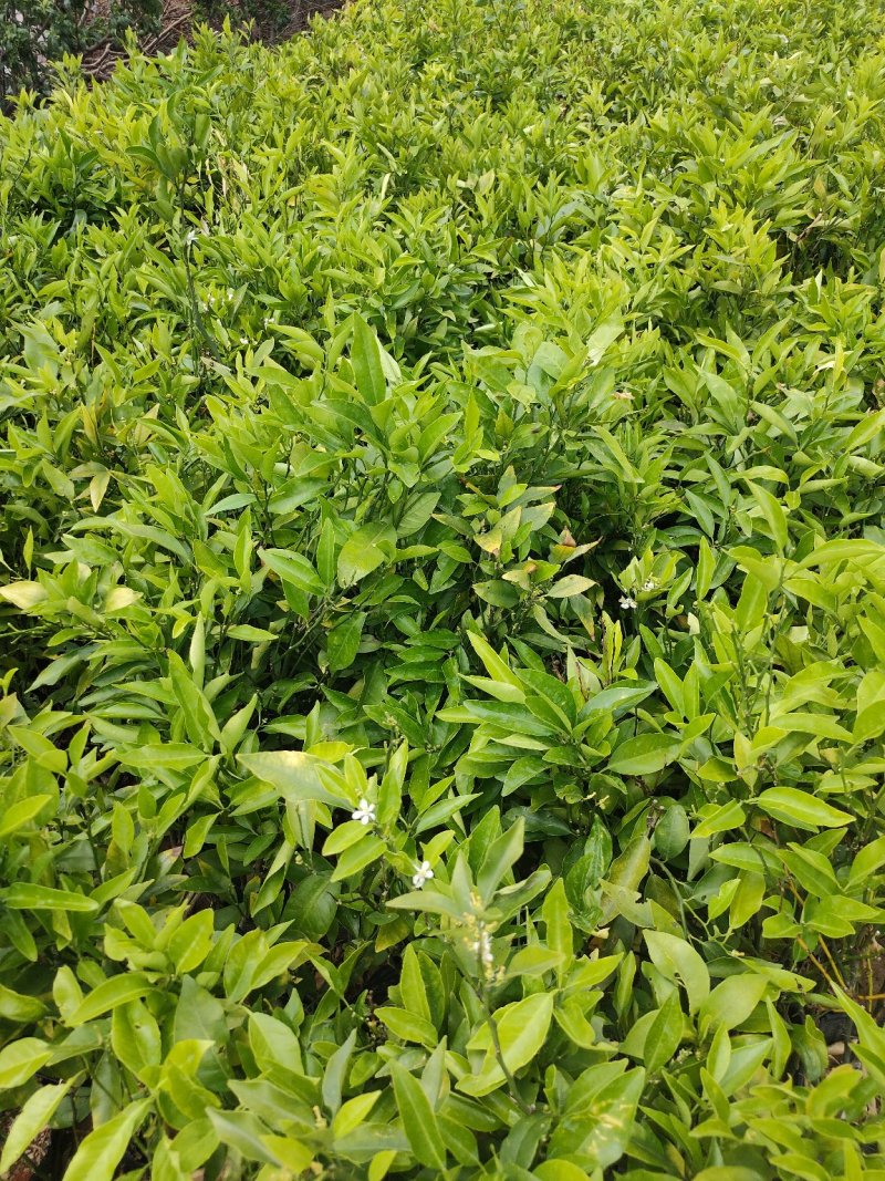 【苗圃直供】沃柑苗砂糖橘苗无核沃柑杯装沃柑苗