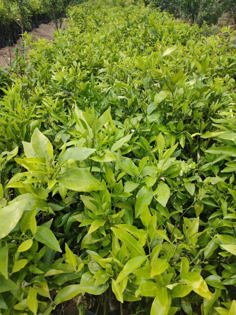 【苗圃直供】沃柑苗砂糖橘苗无核沃柑杯装沃柑苗