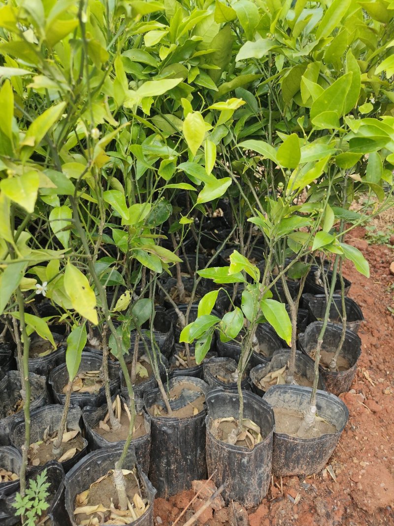 【苗圃直供】沃柑苗砂糖橘苗无核沃柑杯装沃柑苗