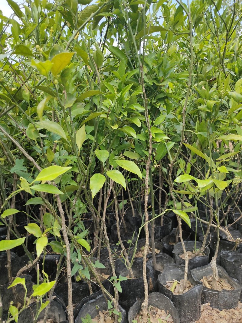 【苗圃直供】沃柑苗砂糖橘苗无核沃柑杯装沃柑苗