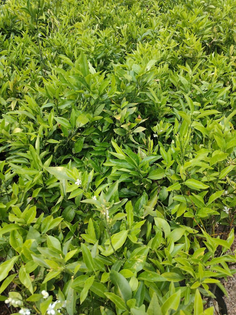 【苗圃直供】沃柑苗砂糖橘苗无核沃柑杯装沃柑苗