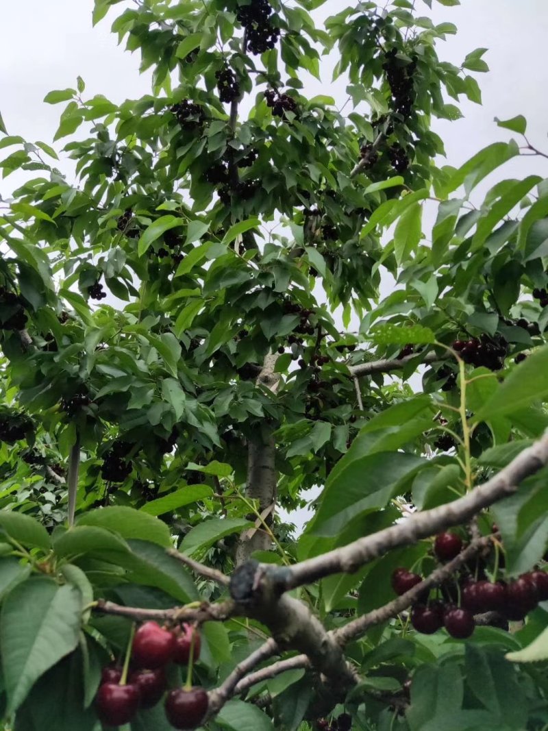 天水紫珠大樱桃