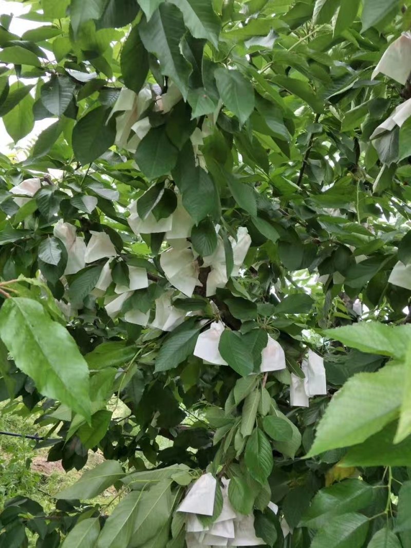 天水套袋大樱桃
