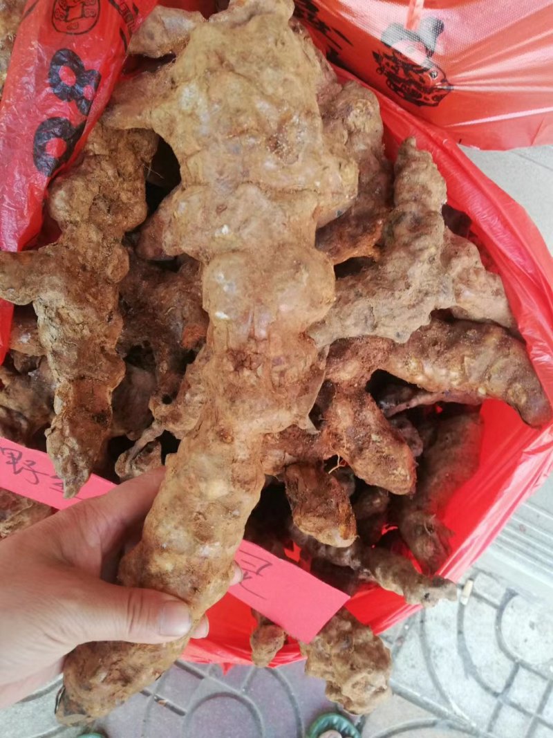 粤北乳源大山纯野生生土伏苓
