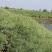 江苏省扬州市高邮里下河地区优质油菜籽基地