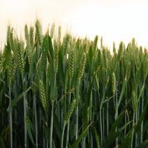 2024年新小麦10000亩
