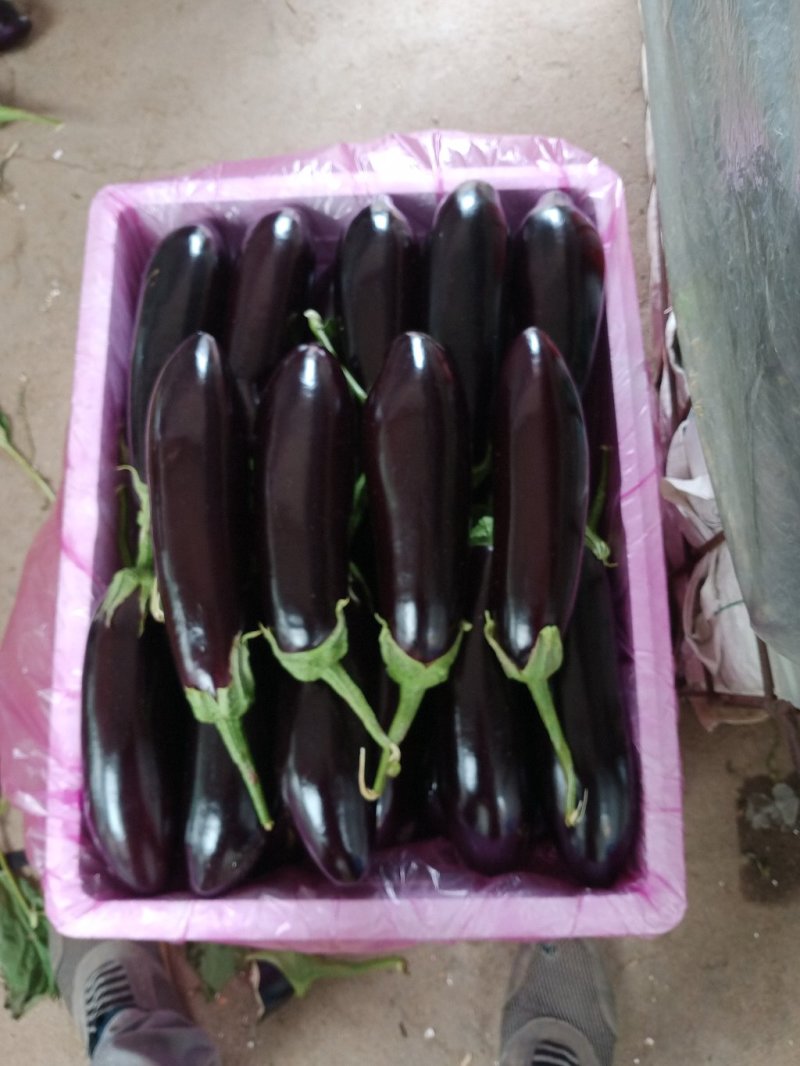 茄子765长茄3两以上