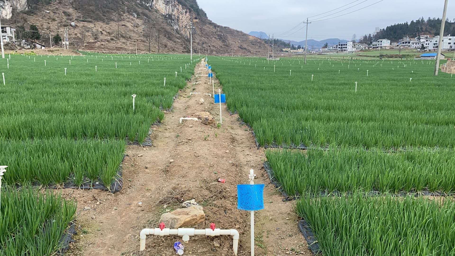 小葱田间管理图