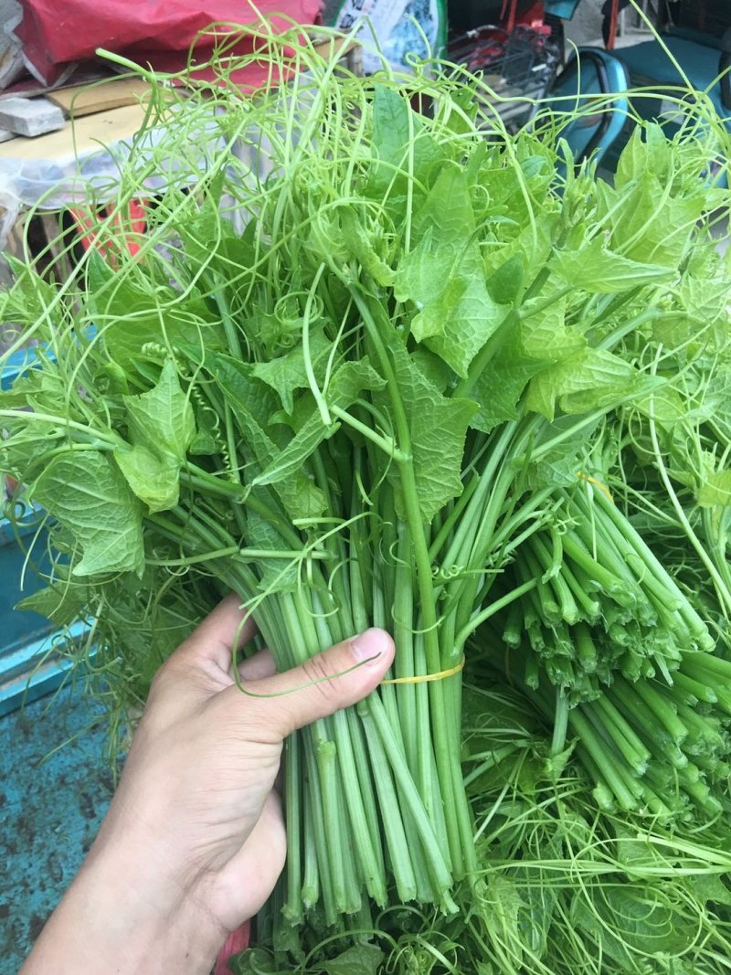 龙须菜，佛手瓜尖，丝瓜尖，产地直销