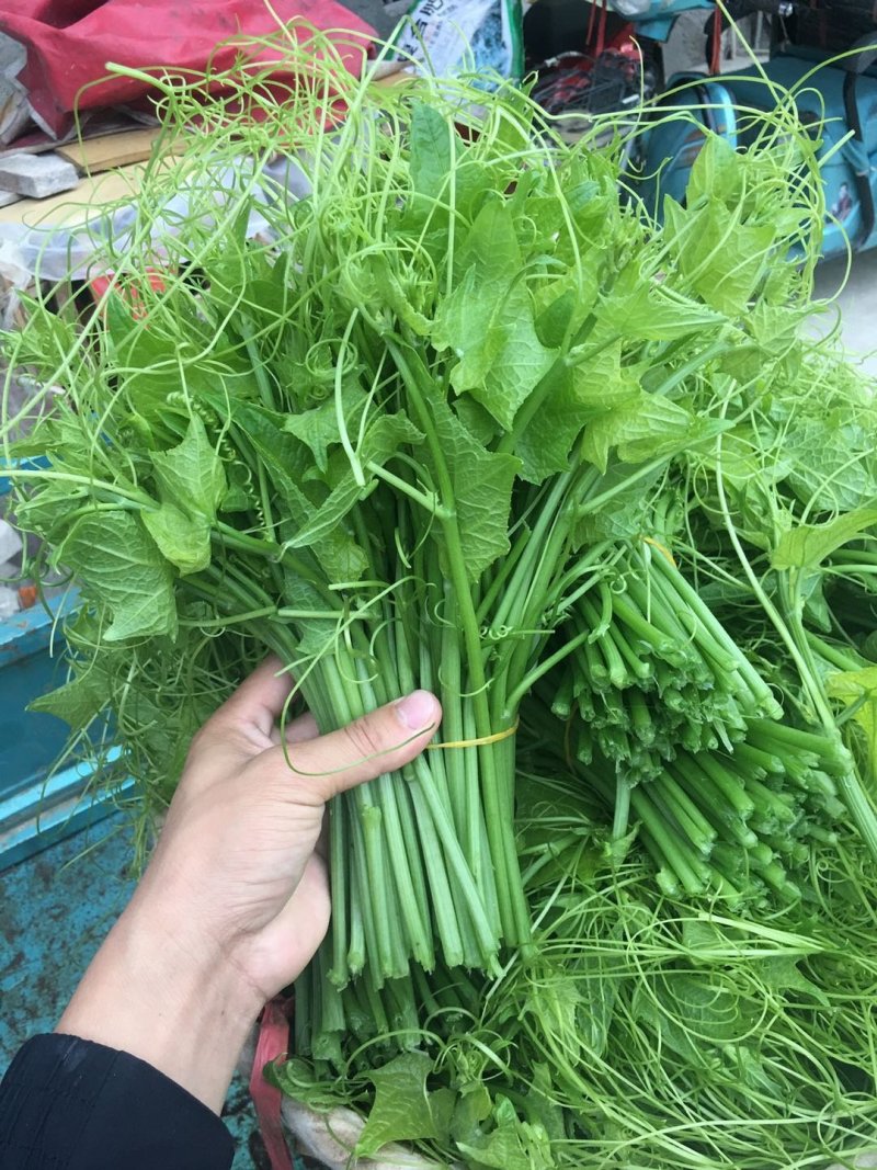 龙须菜，佛手瓜尖，丝瓜尖，产地直销