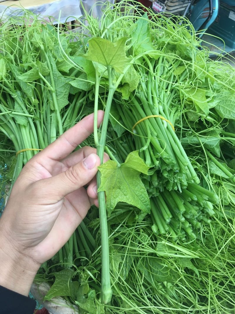 龙须菜，佛手瓜尖，丝瓜尖，产地直销
