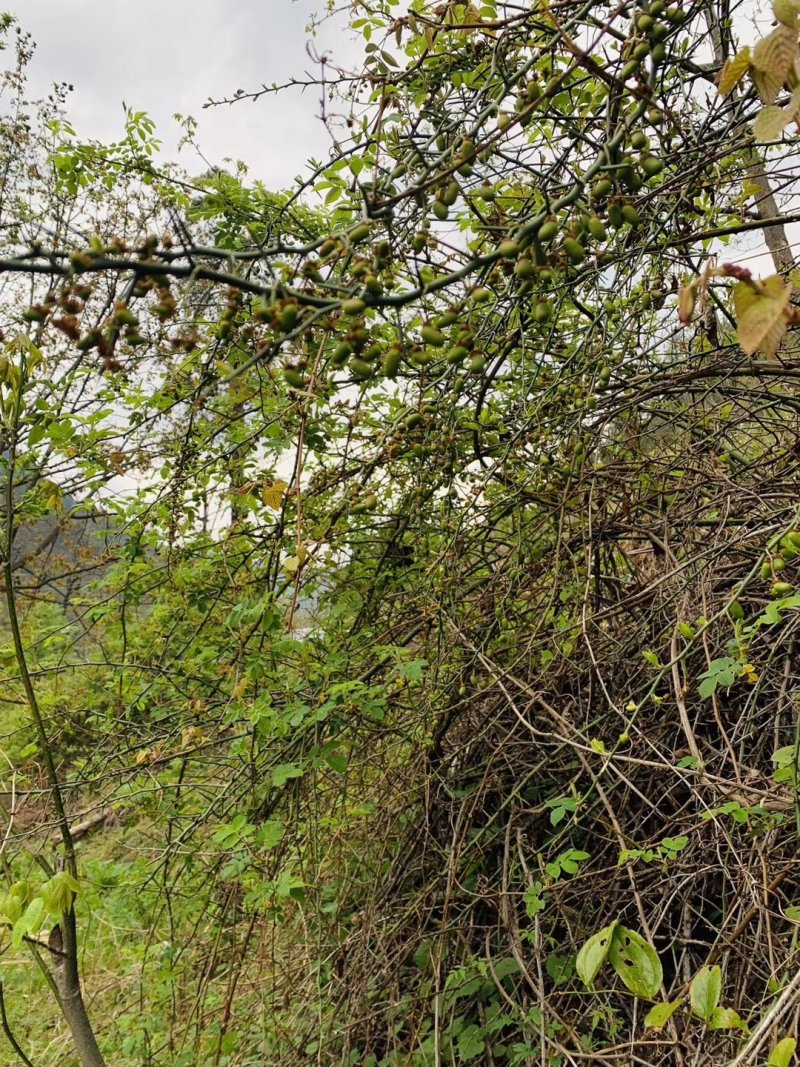 云南大理洱源野生青刺果，纯正野生不掺假，可一件代发